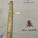 Бязь Gold 220 Набивная (010037)